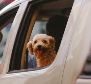 Traveling With Pets: Tips To Follow for Digital Nomads With Pets