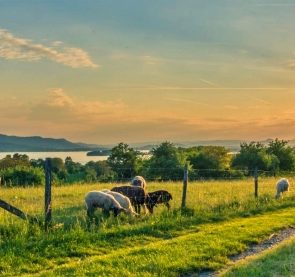 Living in the Countryside