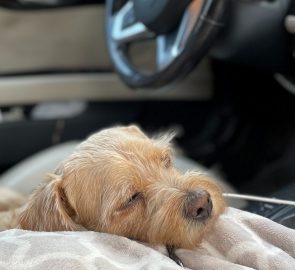 Best Cars To Sleep in: SUVs, Wagons, and Others