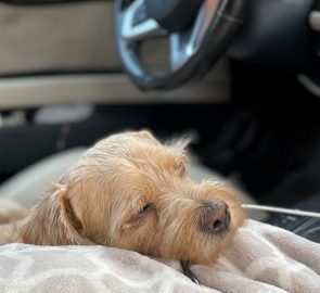 Is It Illegal To Sleep in Your Car?